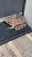 Lithobates sphenocephalus
