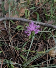 Centaurea borysthenica