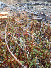 Polytrichum piliferum