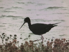 Himantopus novaezelandiae