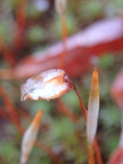 Polytrichum piliferum