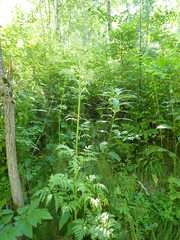 Pleurospermum uralense