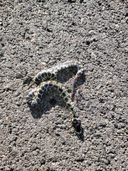 Lampropeltis splendida