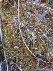 Polytrichum piliferum