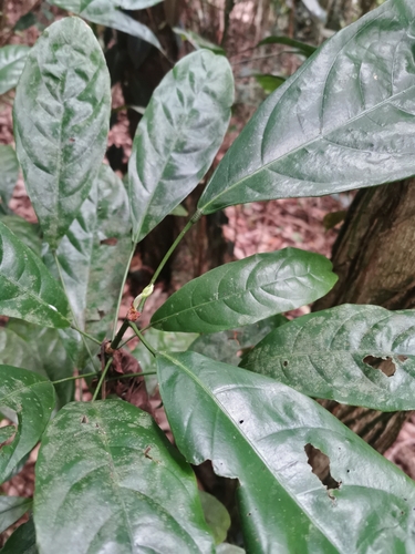 Ghanja Kola (Cola nitida)