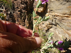 Polygala fruticosa