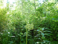 Pleurospermum uralense