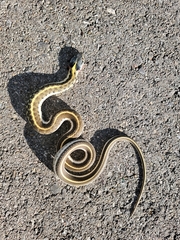 Thamnophis cyrtopsis