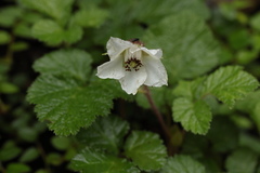 Rubus nepalensis