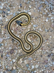 Thamnophis cyrtopsis