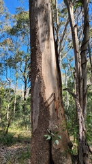 Eucalyptus punctata