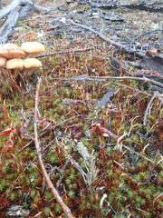 Polytrichum piliferum