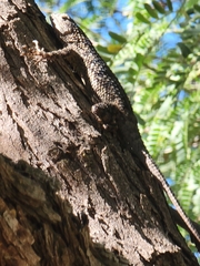 Sceloporus clarkii