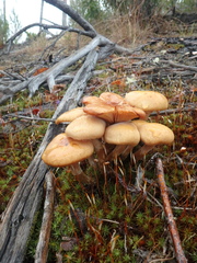 Armillaria borealis