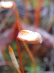 Polytrichum piliferum
