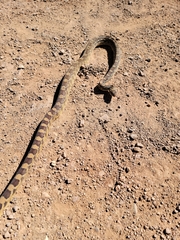 Pituophis catenifer affinis