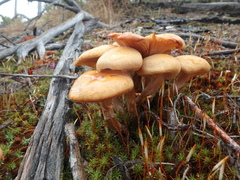 Armillaria borealis