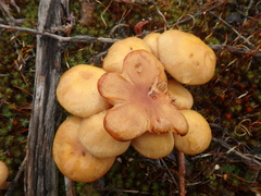 Armillaria borealis