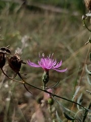 Centaurea borysthenica