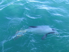 Cephalorhynchus hectori hectori