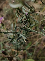 Centaurea borysthenica