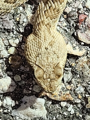 Crotalus scutulatus