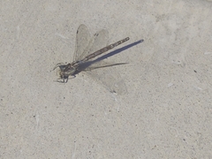 Odonata