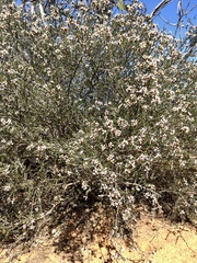 Cryptandra magniflora