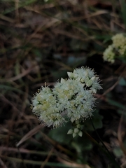 Hylotelephium maximum ruprechtii