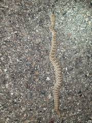Crotalus scutulatus