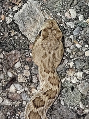Crotalus scutulatus