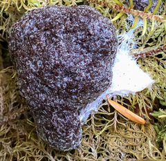 Nectriopsis violacea