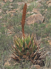 Aloe broomii