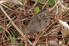 Satyrini