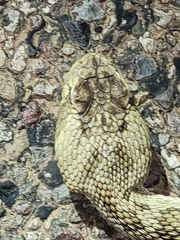 Crotalus scutulatus