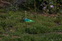 Barnardius zonarius