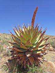 Aloe broomii