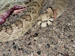 Crotalus scutulatus