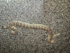 Crotalus scutulatus