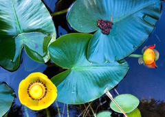 Nuphar polysepala