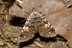 Idia calvaria