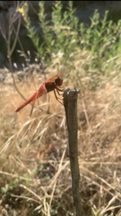 Libellula