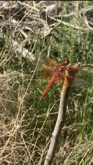 Libellula