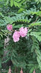 Robinia viscosa