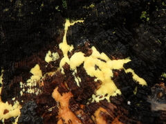 Antrodiella