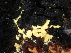 Antrodiella