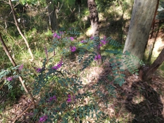 Indigofera australis