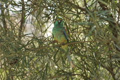 Psephotus varius
