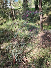 Indigofera australis