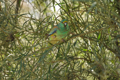 Psephotus varius